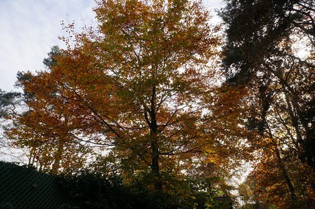 Wahnheide