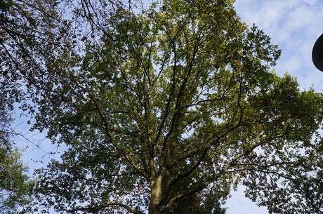 Wahnheide