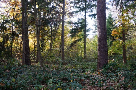 Wahnheide
