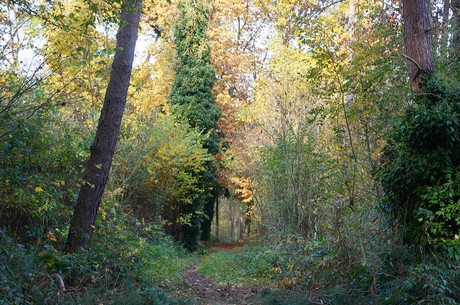 Wahnheide