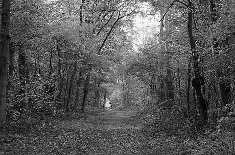 Wahnheide