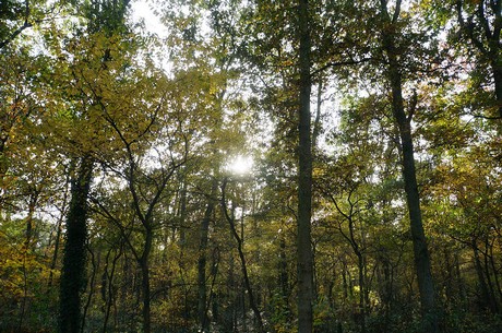 Wahnheide