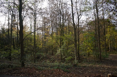 Wahnheide