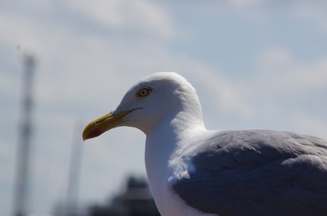 warnemuende