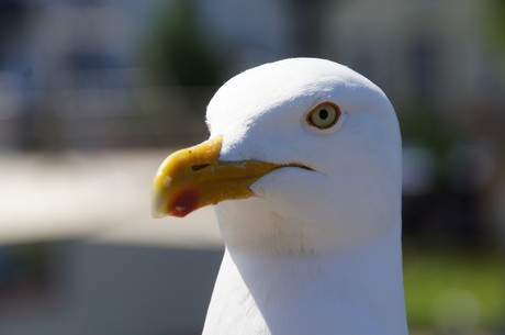 warnemuende