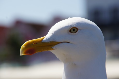 warnemuende