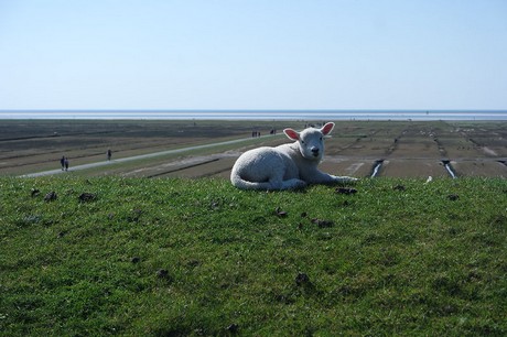 Westerhever