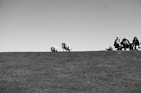 Westerhever