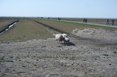Westerhever