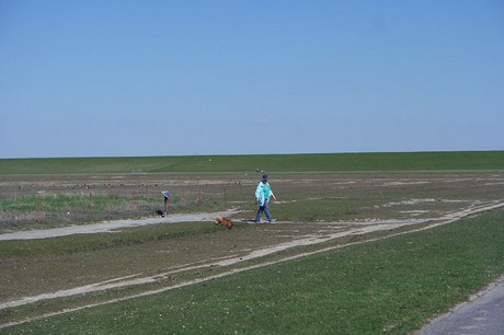 Westerhever