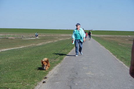 Westerhever