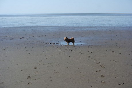 Westerhever