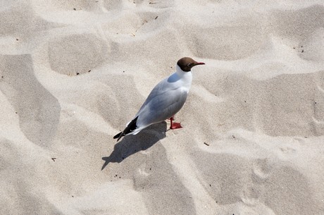 zingst