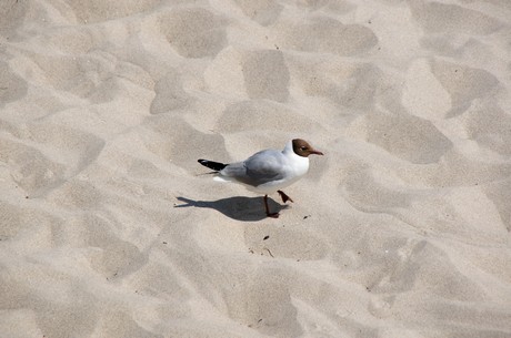 zingst