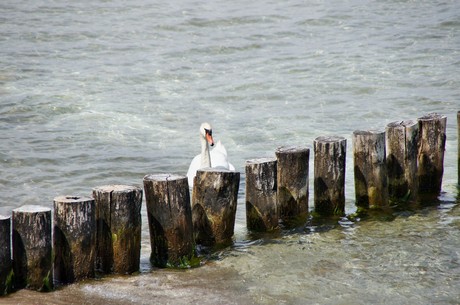 zingst
